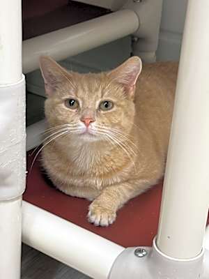 Photo of Thumper #image