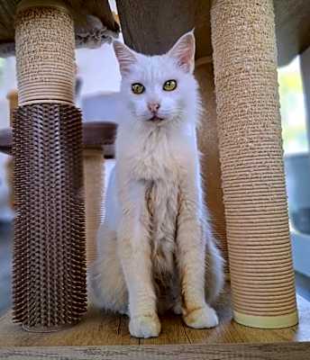 Photo of Nieve #image
