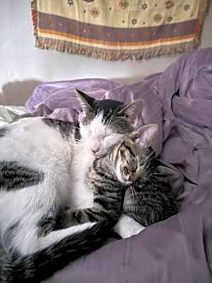 Photo of Mochi #image