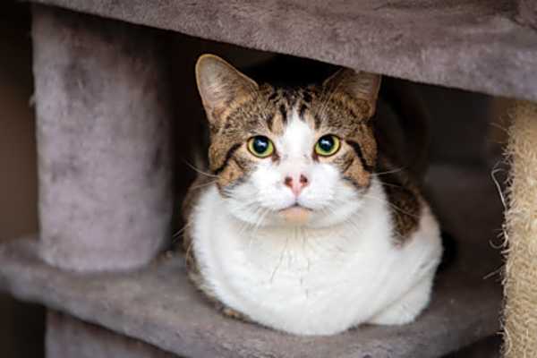 Photo of Ike #image