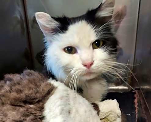 Photo of Pepper Jack (Barn Cat) #image