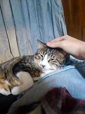 Photo of Toby #image
