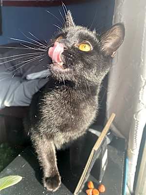 Photo of Lucifer #image