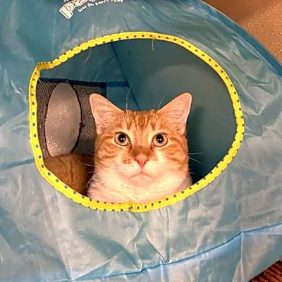 Photo of Callisto #image