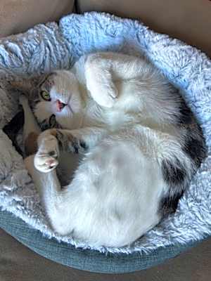 Photo of Rusky #image