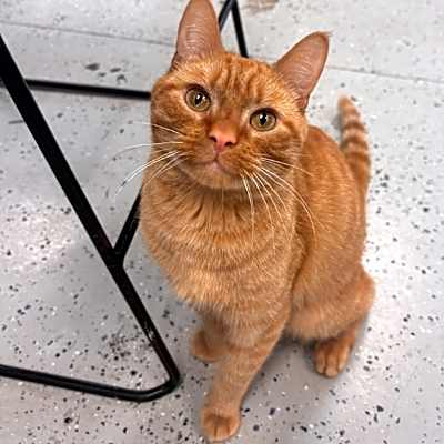 Photo of Cheddar Bay Biscuit #image