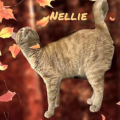 Photo of Nellie #image