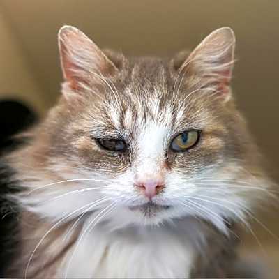 Photo of Blanche #image