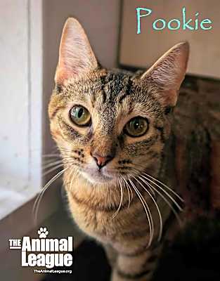 Photo of Pookie #image
