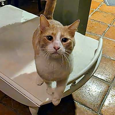 Photo of Bandit #image