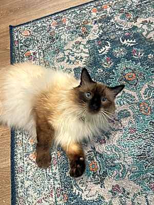 Photo of Lady Dumpling #image