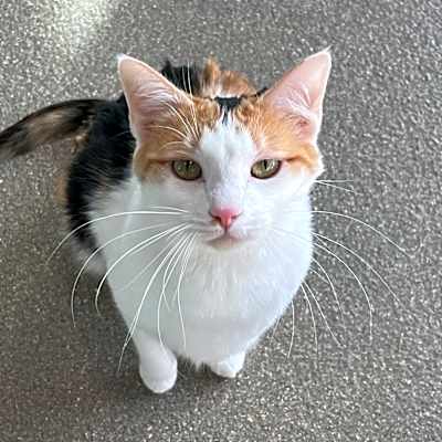 Photo of Shey #image