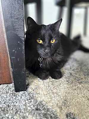 Photo of Binx #image