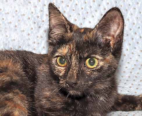 Photo of Amelia #image