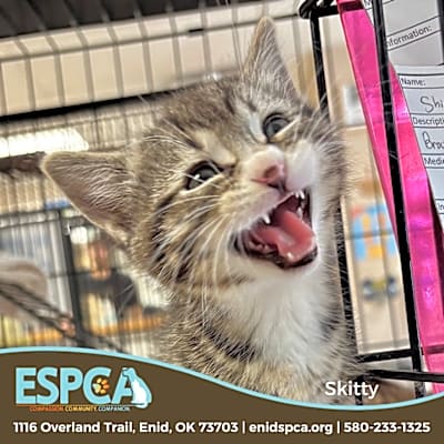 Photo of Skitty #image
