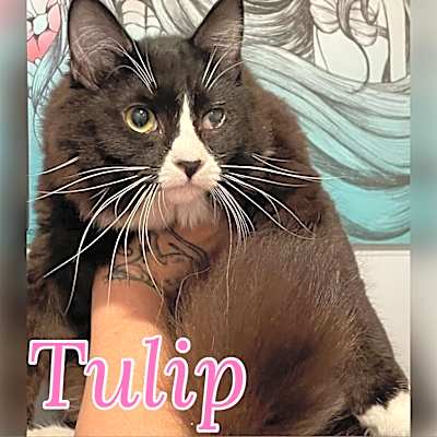 Photo of Tulip #image