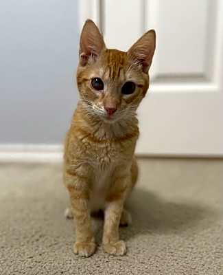 Photo of Nugget #image