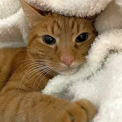 Photo of Puff #image