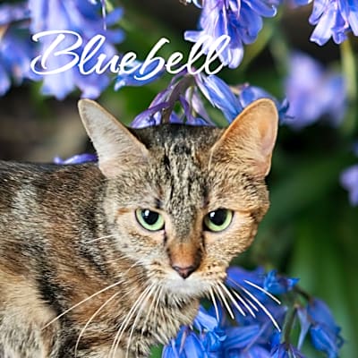 Photo of Bluebell #image