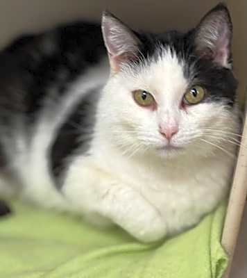 Photo of Jinx #image