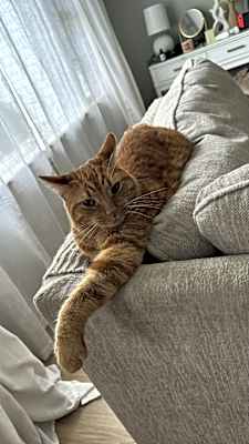 Photo of Finn #image