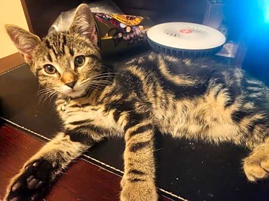 Photo of Blueberry Pi #image