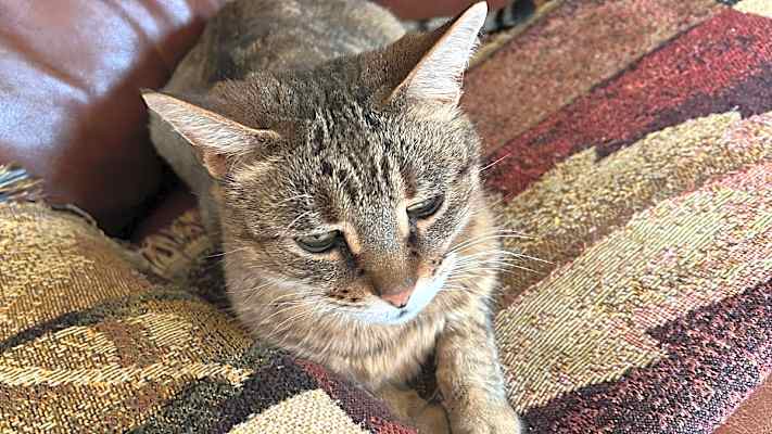 Photo of Luna #image