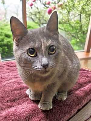 Photo of Smokey #image