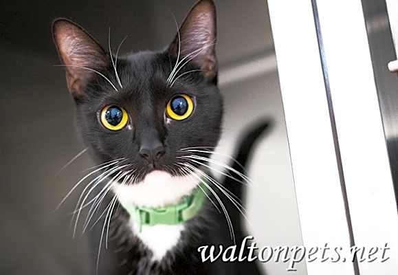 Photo of Bennie #18749 #image