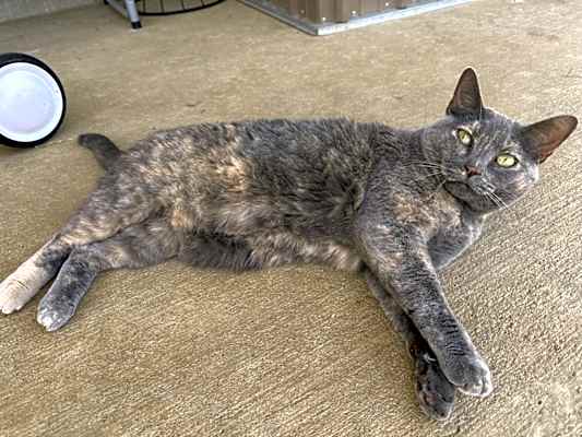 Photo of Mimis #image