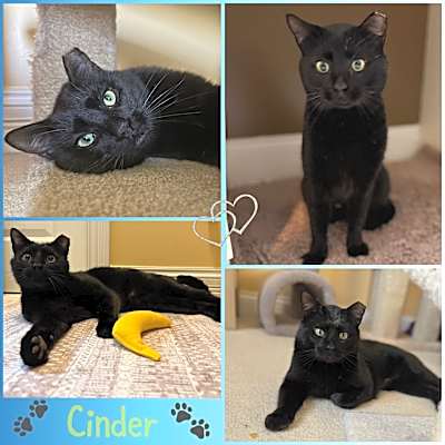 Photo of Cinder #image