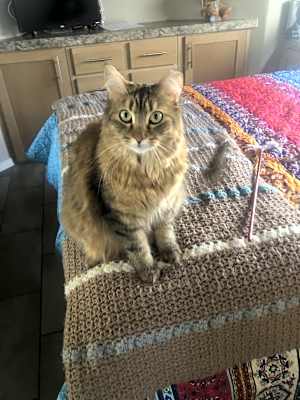 Photo of Callie #image