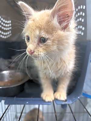 Photo of Momo #image