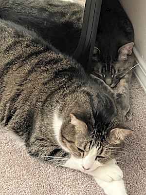 Photo of Jack & Asher (Bonded Pair) #image