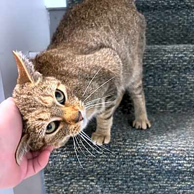 Photo of Delilah #image
