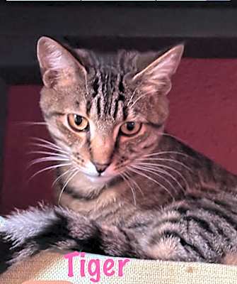 Photo of Tiger #image