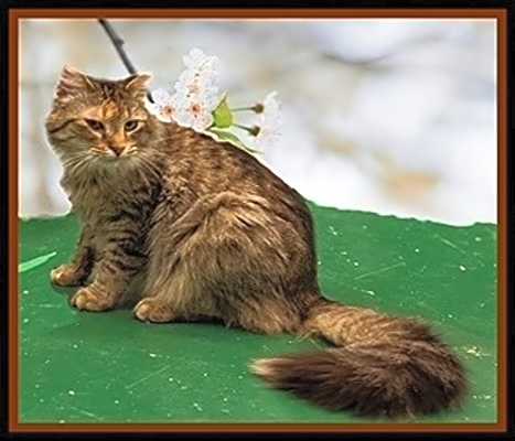 Photo of MCBRIDE #image