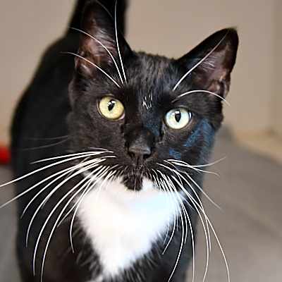 Photo of Boomer #image