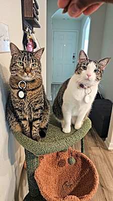 Photo of T'Challa & Chamomile #image