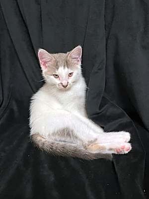 Photo of Everly #image