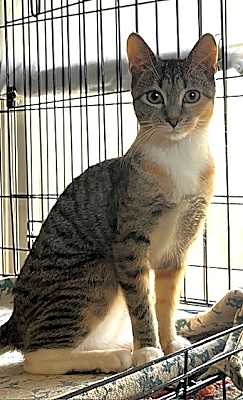 Photo of NIKO #image