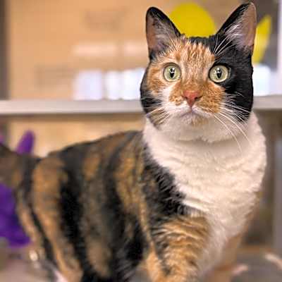 Photo of Gracie #image