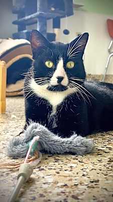 Photo of Gato #image