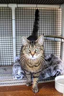 Photo of Sissy (Lightning) #image