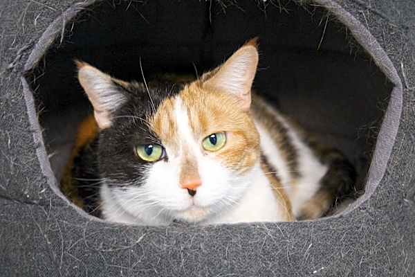 Photo of Cali (declawed) #image