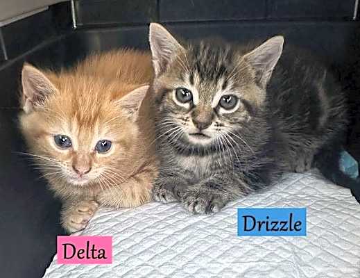 Photo of Drizzle #image