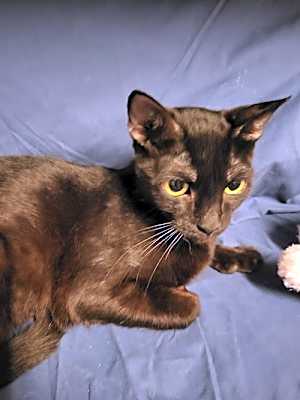 Photo of Princess Gate the Polydactyl Sweetie #image