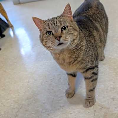 Photo of Athena #image
