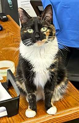 Photo of Cupcake #image