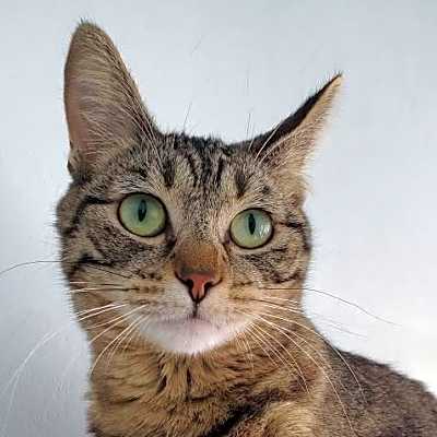 Photo of Willow #image